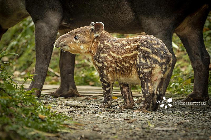 中美洲哥斯达黎加里约塞莱斯特特诺里奥国家公园,探索周围环境的貘宝宝(Tapirus bairdii)图片素材