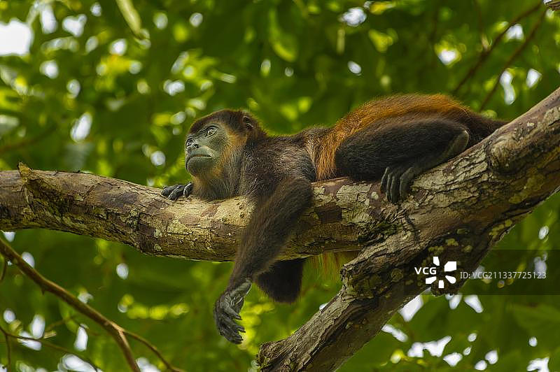 吼猴在中午休息，库鲁自然保护区，哥斯达黎加，中美洲图片素材
