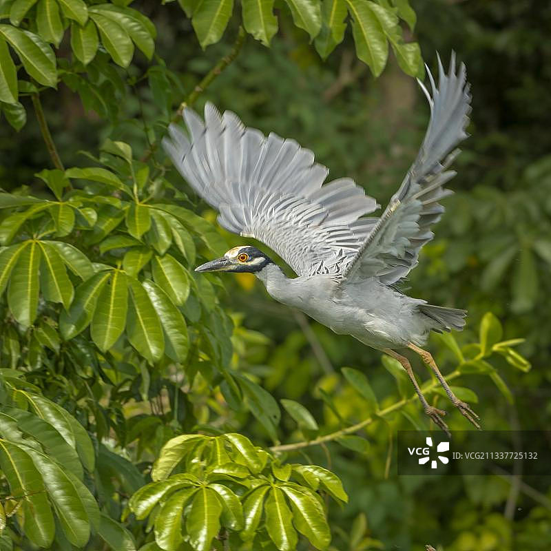 黄冠夜鹭（Nyctanassa violacea）起飞，地点：中美洲哥斯达黎加托尔图格罗国家公园图片素材