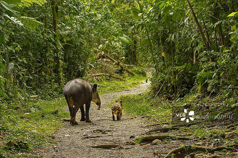 中美洲哥斯达黎加里约塞莱斯特特诺里奥国家公园，貘（Tapirus bairdii）母子在树林中漫步图片素材