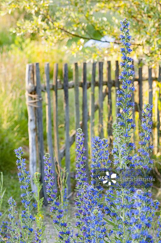 木栅栏前的普通蓝蓟（Echium vulgare），德国下萨克森州伦弗尔德图片素材