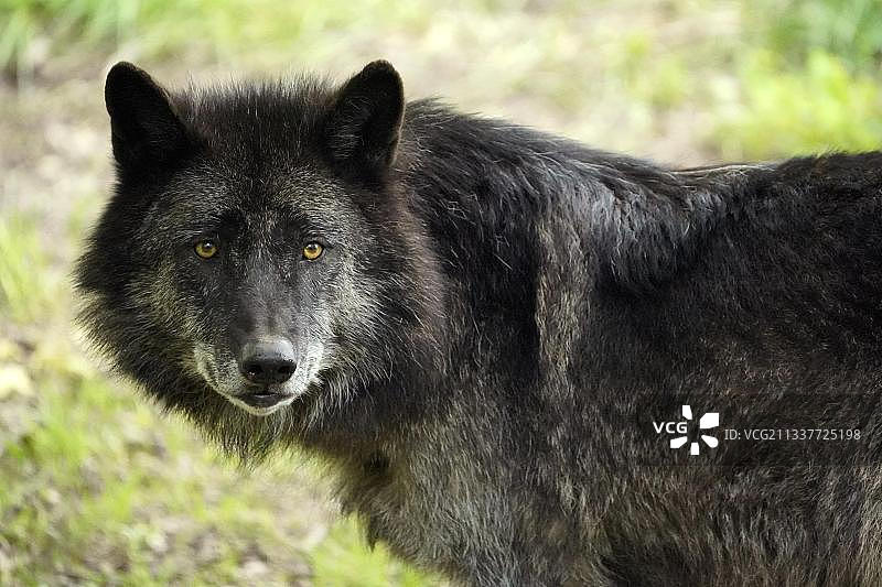 北美灰狼动物肖像，德国，欧洲图片素材