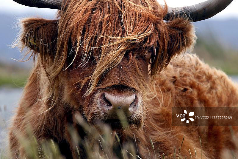 苏格兰高地牛图片素材