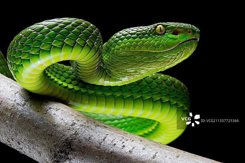 白唇 pit viper，亚洲图片素材