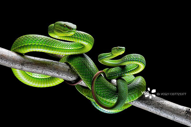 白唇 pit viper 蛇（Trimeresurus albolabirs）亚洲图片素材