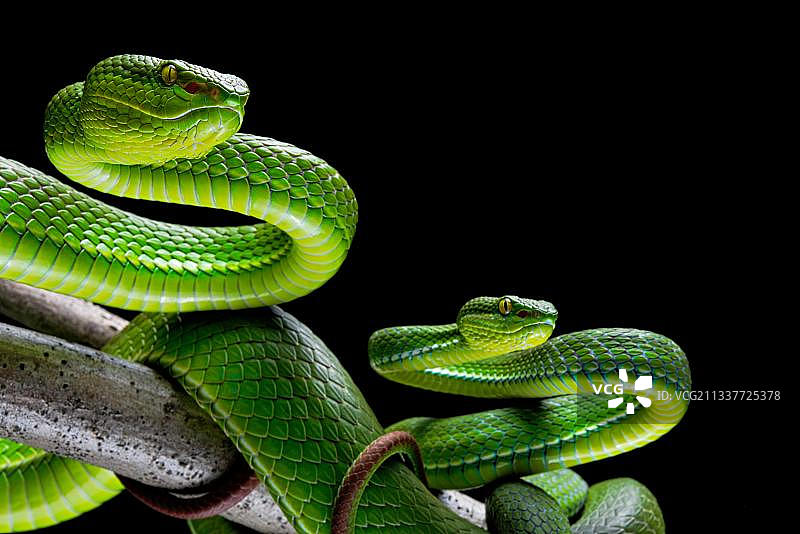白唇 pit viper 蛇（Trimeresurus albolabirs）亚洲图片素材