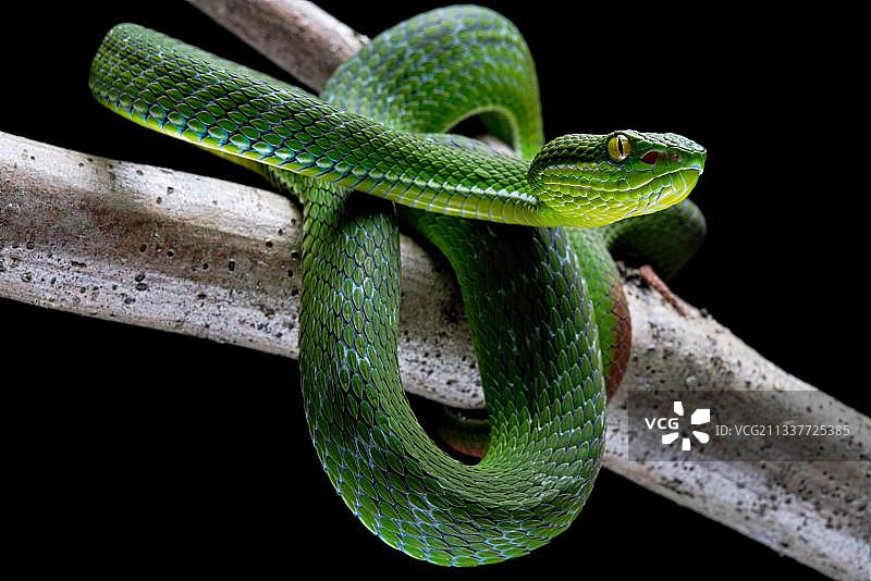 白唇 pit viper，亚洲图片素材