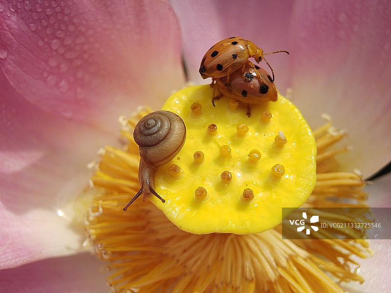 嫩莲蓬小动物的温馨家园图片素材