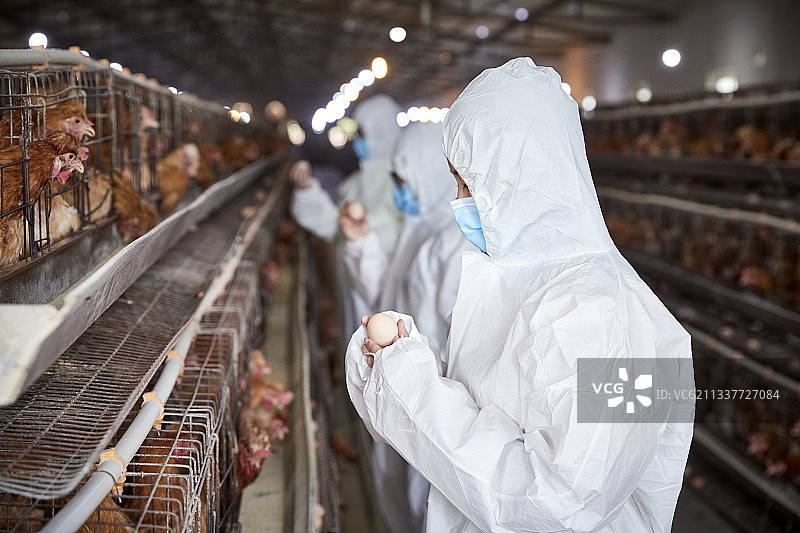 穿防护服在养鸡场认真工作的女性饲养员三人图片素材