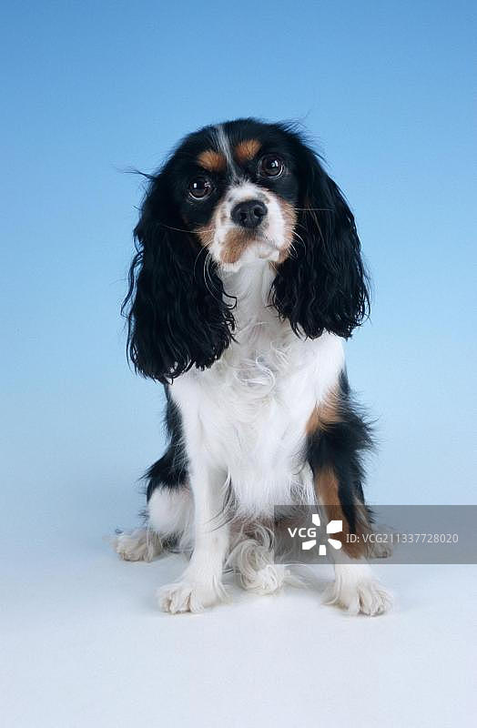 三色查理士王小猎犬图片素材