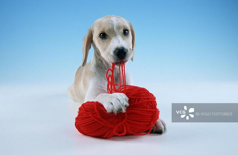 混种犬在室内工作室玩毛线图片素材