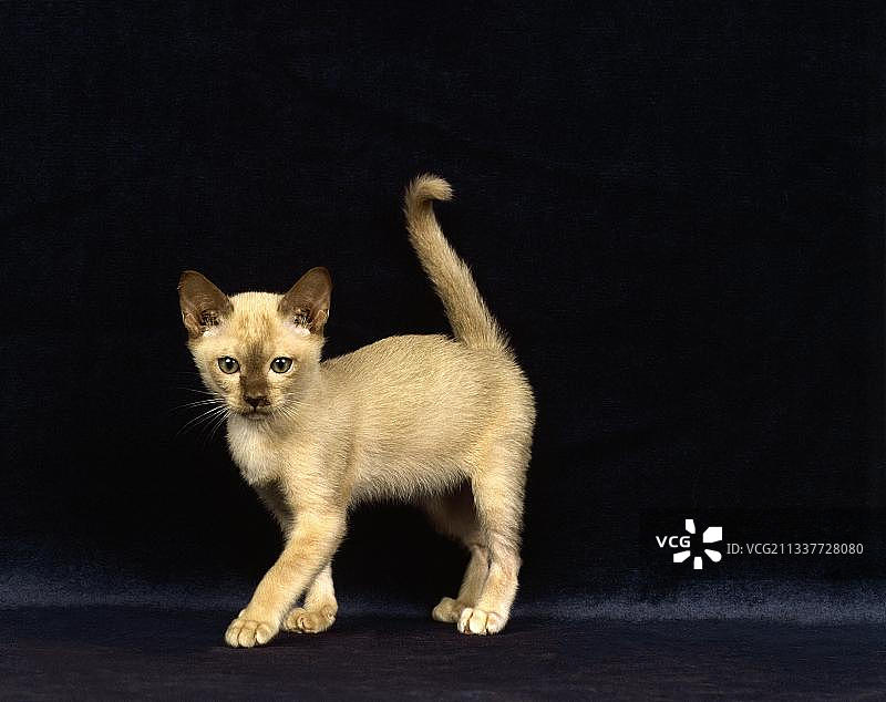 黑色背景下的巧克力缅甸家猫图片素材