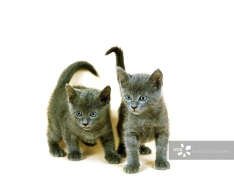 沙特尔猫幼猫，白色背景图片素材