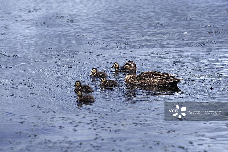 太平洋黑鸭母与小鸭图片素材