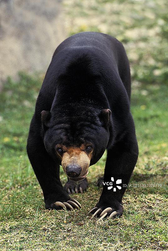 马来熊图片素材