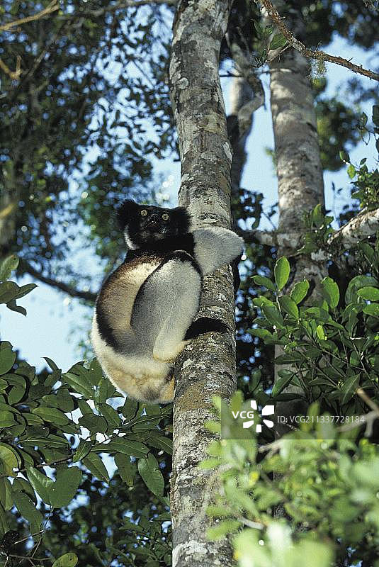 指猴（Indri indri），非洲马达加斯加树上的成年指猴图片素材