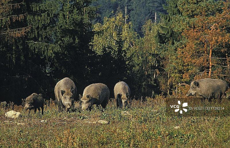 森林附近的野猪群（Sus scrofa）图片素材