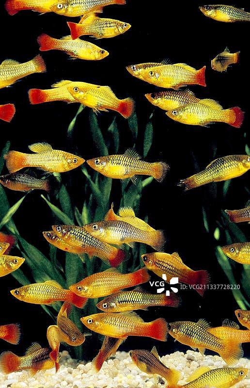 鹦鹉鱼图片素材