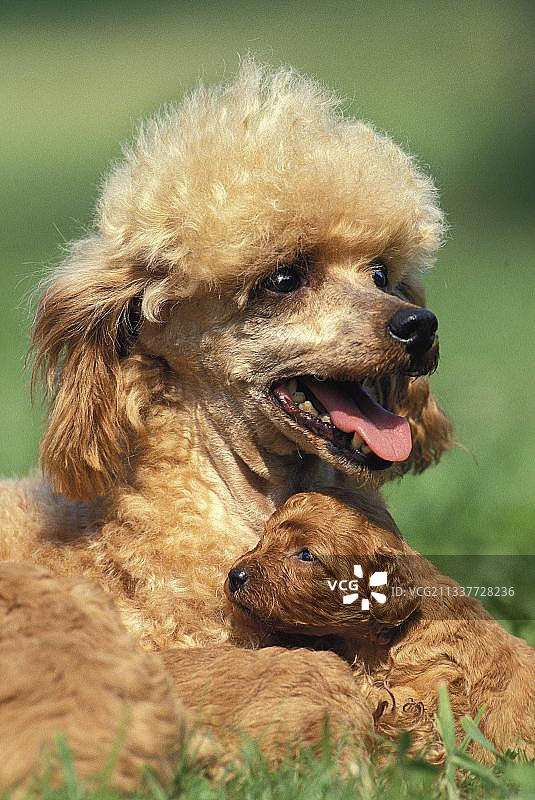 草地上杏色迷你贵宾犬母子图片素材