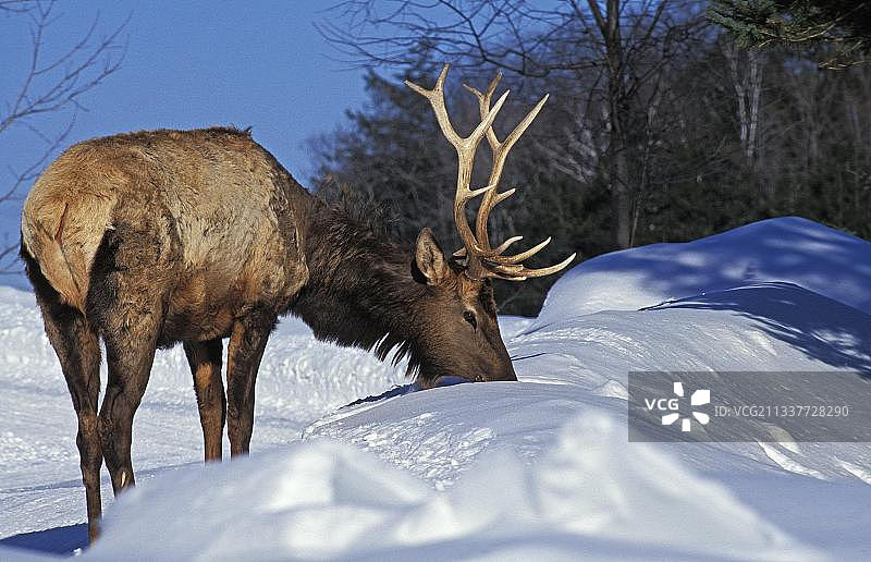 怀俄明州黄石公园雪地上的落基山麋鹿图片素材