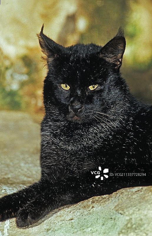 丛林猫（felis chaus）黑色型图片素材