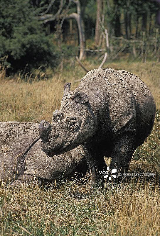 苏门答腊犀牛图片素材