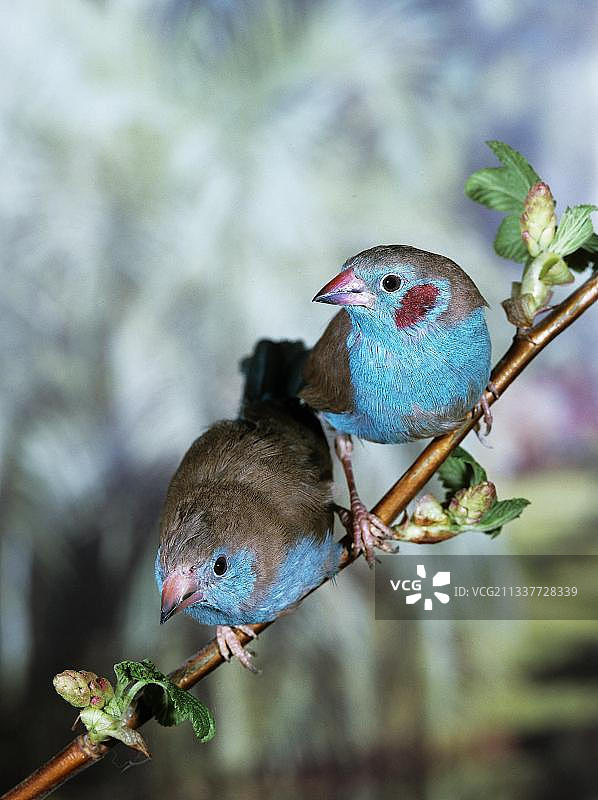 红颊蓝饰雀，树枝上的一对图片素材