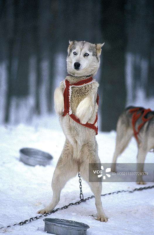 成年西伯利亚哈士奇站立，雪橇犬等待滑行图片素材