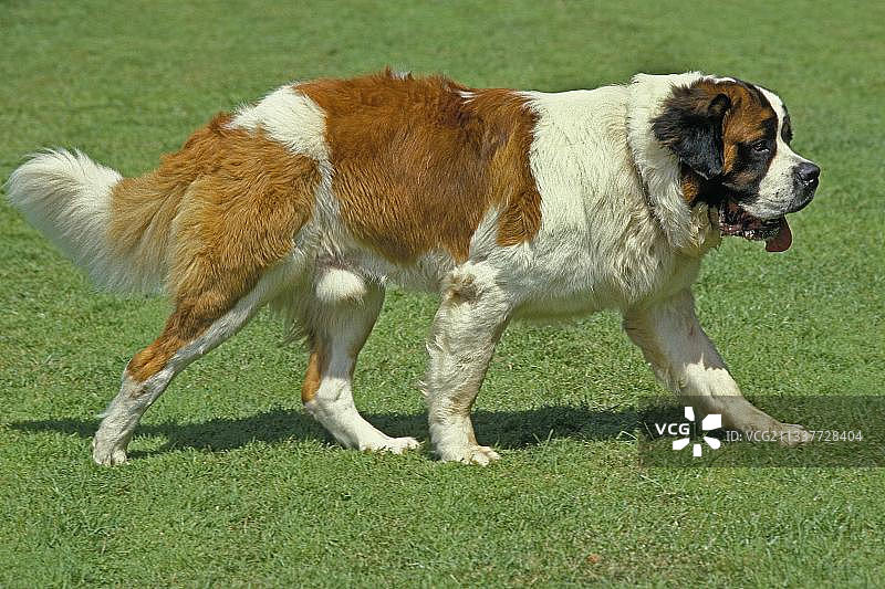 圣伯纳德图片素材