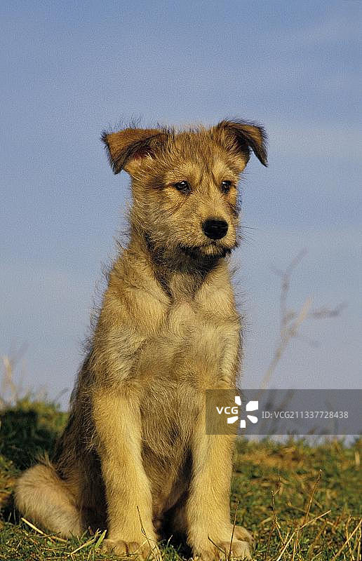 皮卡第牧羊犬小狗坐在草地上图片素材