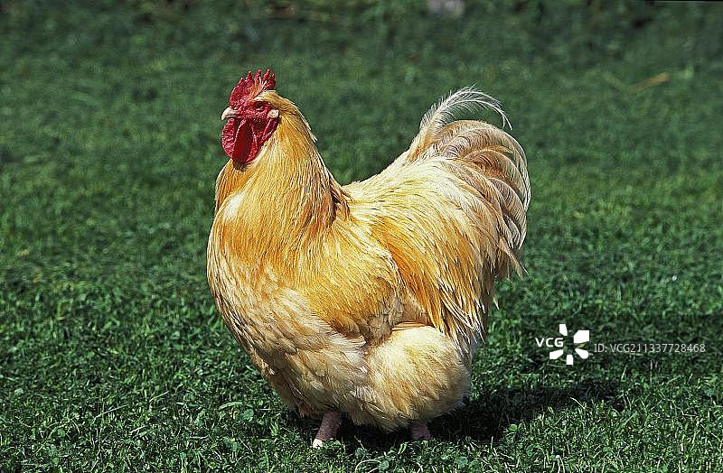 奥平顿公鸡，家养公鸡，英国品种图片素材