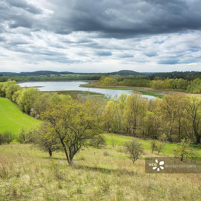 乌克马克春季的典型景观：韦森湖，舍尔夫海德-科林生物圈保护区，靠近德国勃兰登堡州科林图片素材