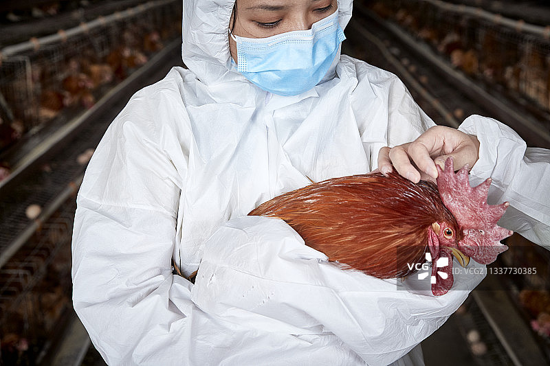 在养鸡场为家鸡检查的年轻饲养员图片素材