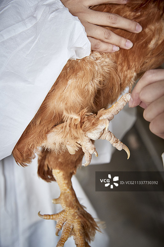 在养鸡场为家鸡检查的年轻饲养员图片素材