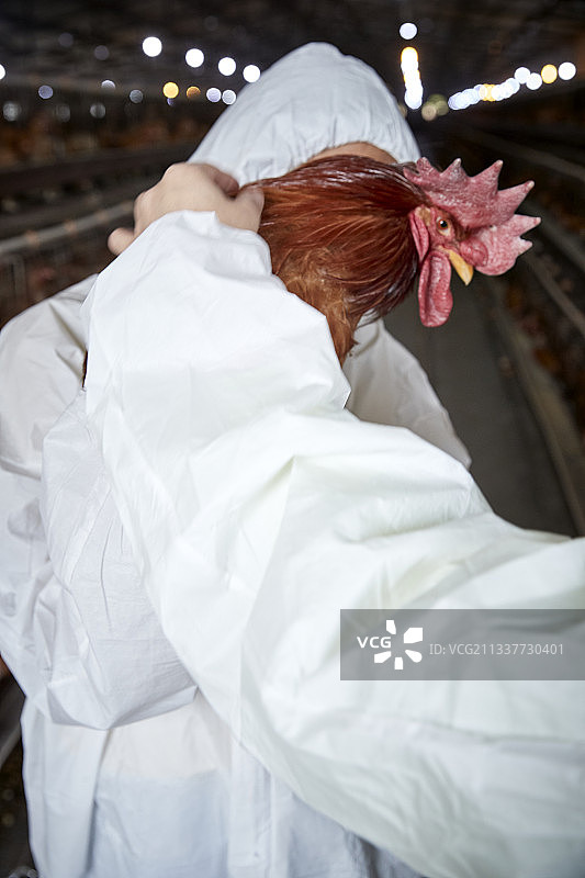 在养鸡场为家鸡检查的年轻饲养员图片素材