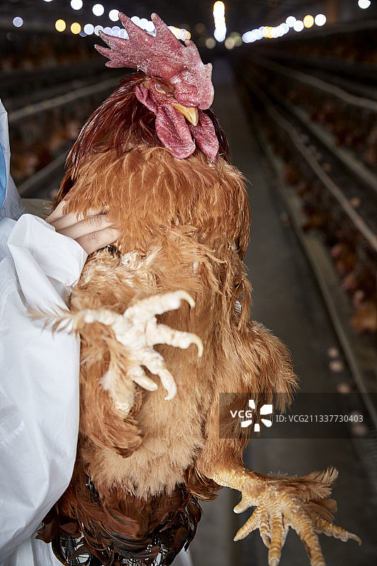 在养鸡场为家鸡检查的年轻饲养员图片素材