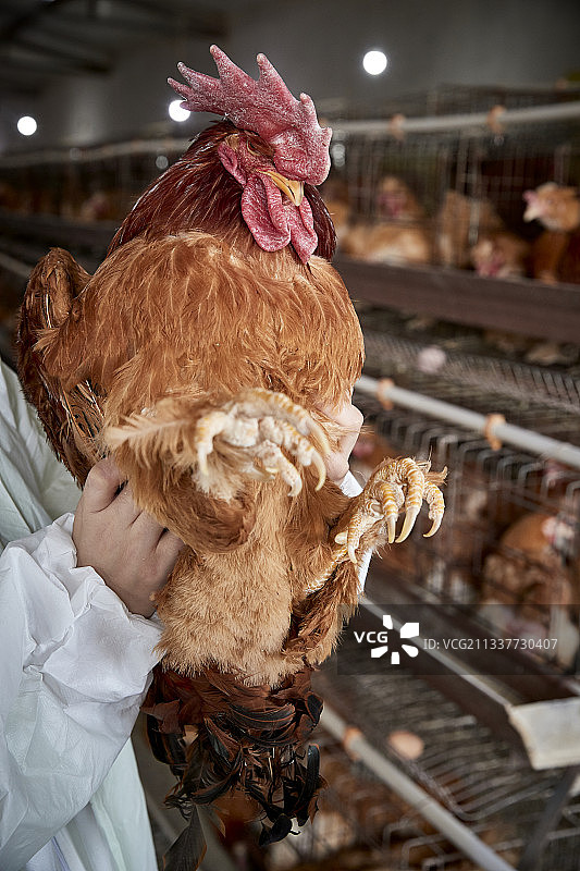 在养鸡场为家鸡检查的年轻饲养员图片素材