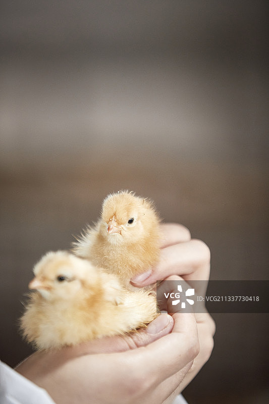 在饲养员手上的雏鸡仔（小鸡）图片素材