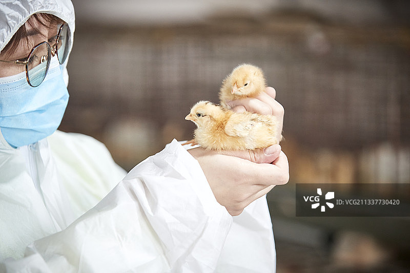 把小鸡放在手中检查的女饲养员图片素材