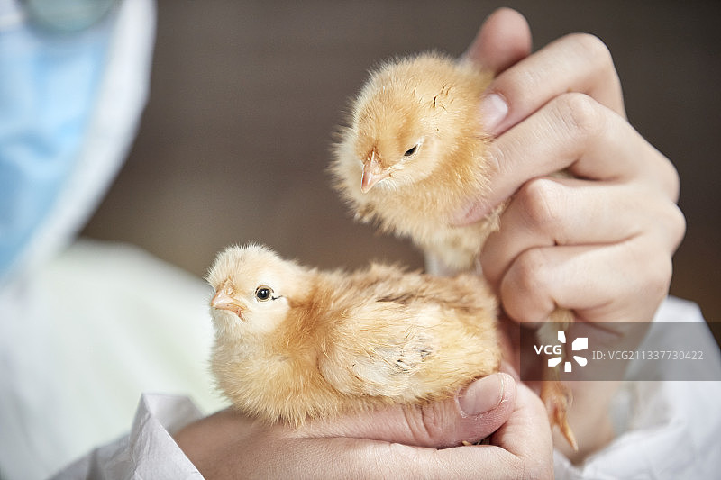 把小鸡放在手中检查的女饲养员图片素材