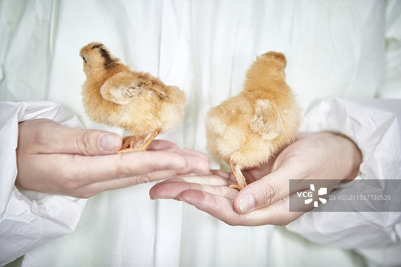 在饲养员手上的雏鸡仔（小鸡）图片素材