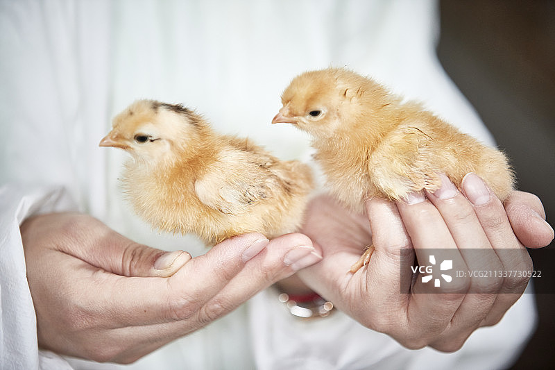 在饲养员手上的雏鸡仔（小鸡）图片素材