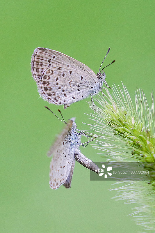 蝴蝶求欢图片素材