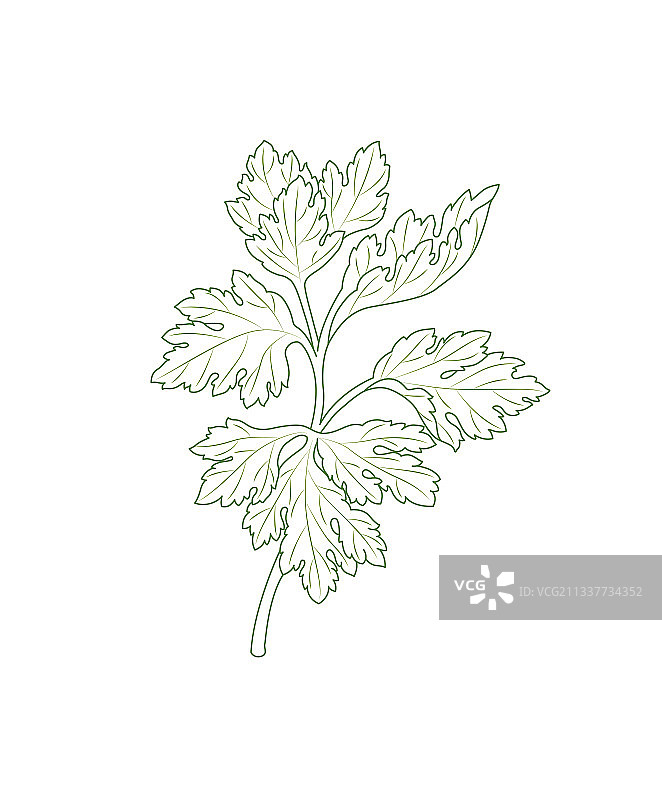 艾草线条端午节元素图案图片素材