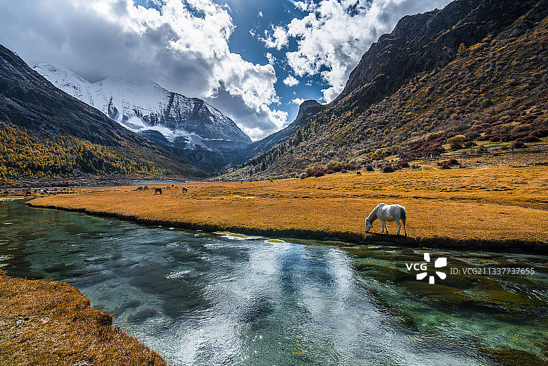 川西稻城亚丁洛绒牛场图片素材