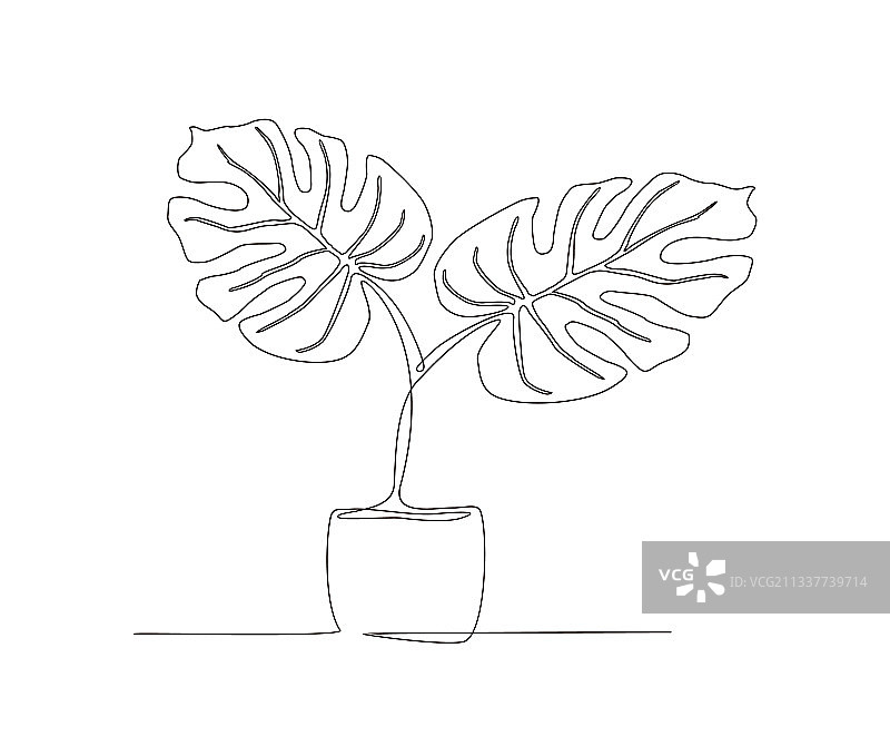 盆栽龟背竹叶子连续线条画图片素材