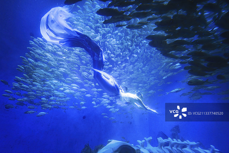鱼群，美人鱼，潜水，夏天，暑假，旅行，冒险，海洋图片素材