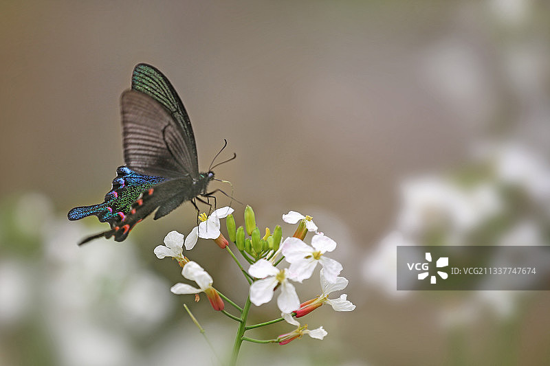 碧凤蝶-春型图片素材