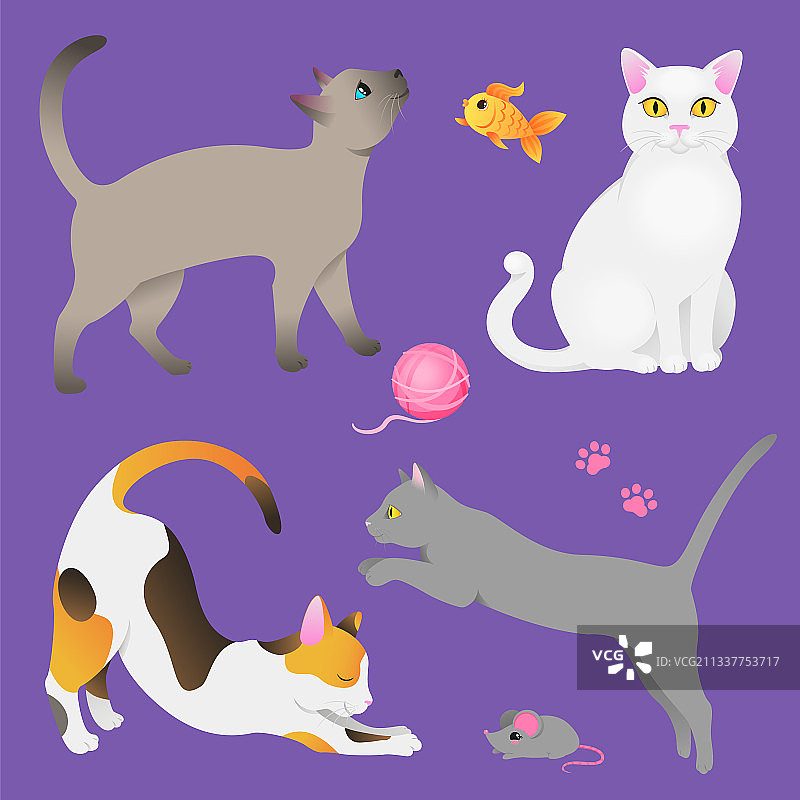 不同品种的灰色白色三色猫图片素材