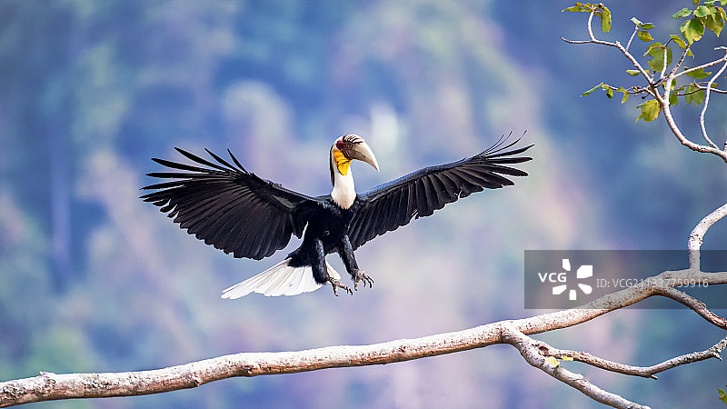 花冠皱盔犀鸟图片素材